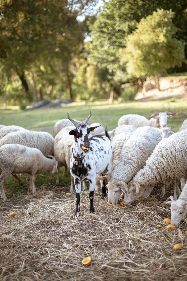 Verde Agua Agroturismo E Agricultura Biologica Couto Εξωτερικό φωτογραφία