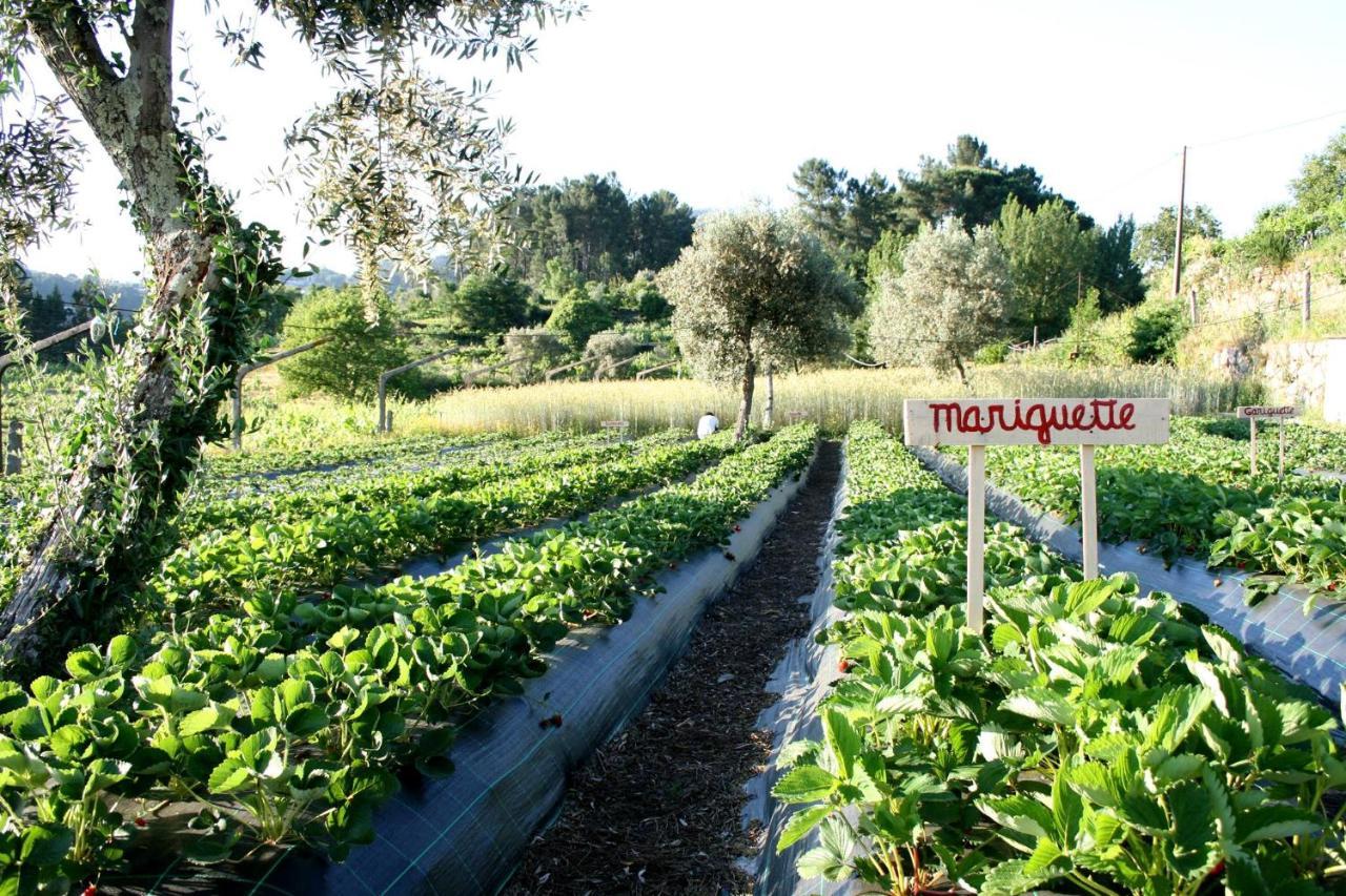 Verde Agua Agroturismo E Agricultura Biologica Couto Εξωτερικό φωτογραφία