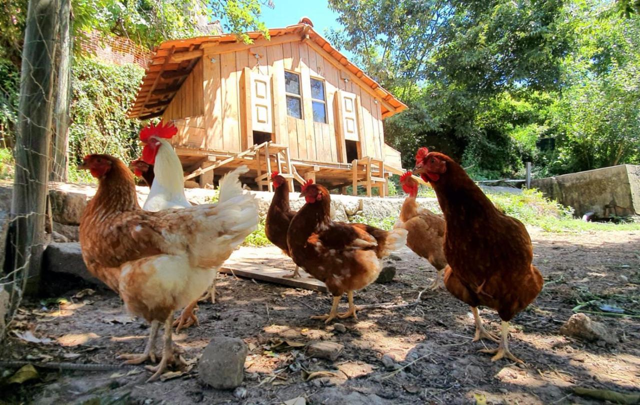 Verde Agua Agroturismo E Agricultura Biologica Couto Εξωτερικό φωτογραφία